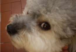 Licao_de_criatividade-20141125-080703.jpg